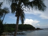 palm-tree
