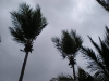 st-thomas-palm-trees